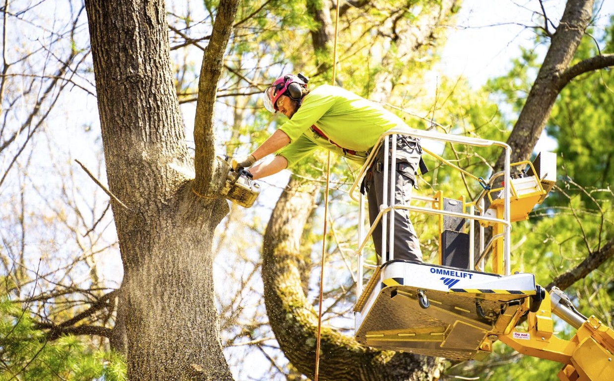 Professional arborist trimming tree from bucket lift in Lake Stevens, WA